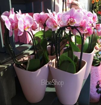 Cserepes Pink, festett phalaenopsis orchidea, kerámia kaspóban
