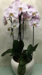 Cserepes Phalaenopsis orchidea kaspóban