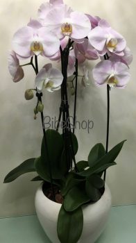 Cserepes Phalaenopsis orchidea kaspóban