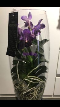 Cserepes Vanda orchidea üvegvázában